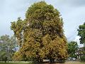 2009-0901-1507_Horse_Chestnut_20C